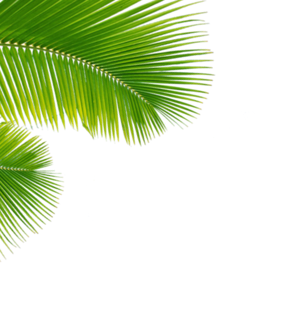 Palmeira topo esquerda